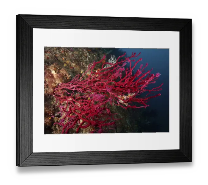 Framed Print : Underwater image shows dense, red coral structures