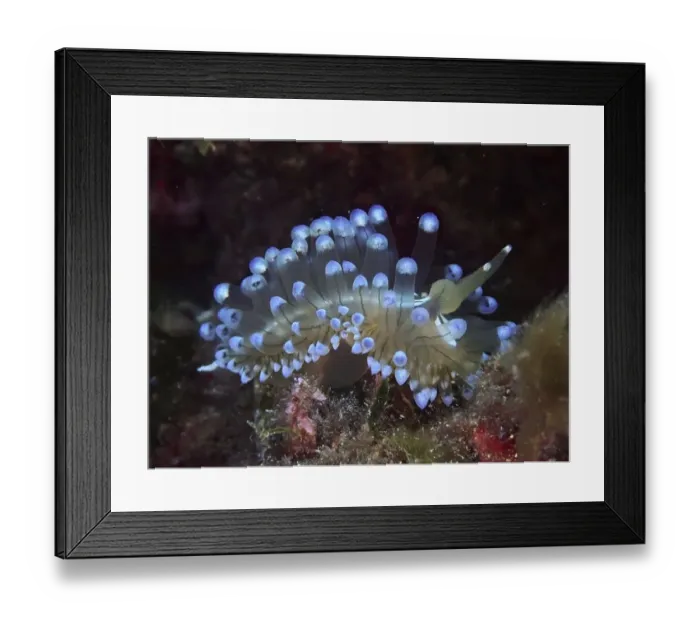 Framed Print : Blue glowing striped thick-billed slug (Janolus cristatus) in a dark underwater habitat Framed Print : Blue glowing striped thick-billed slug (Janolus cristatus) in a dark underwater habitat