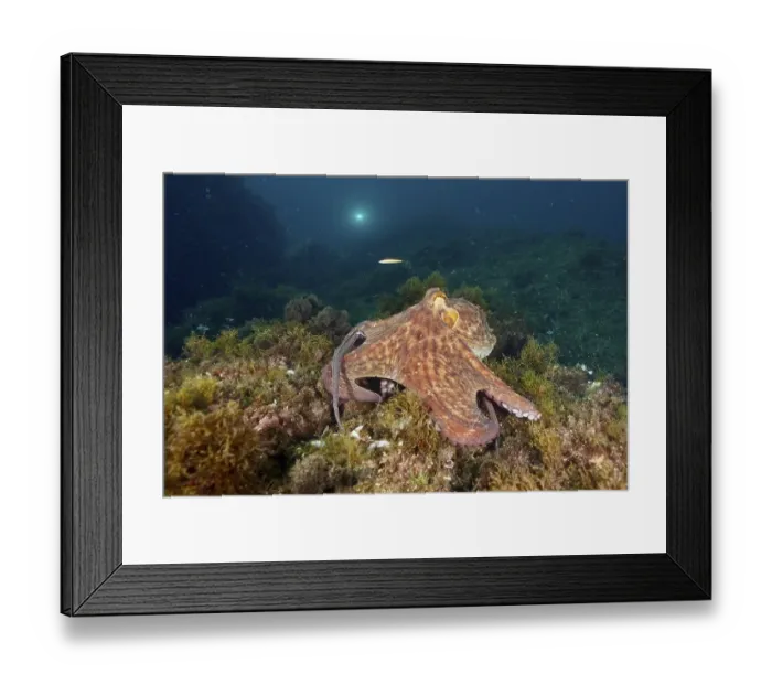 Framed Print : A Common Octopus (Octopus vulgaris) Framed Print : A Common Octopus (Octopus vulgaris)