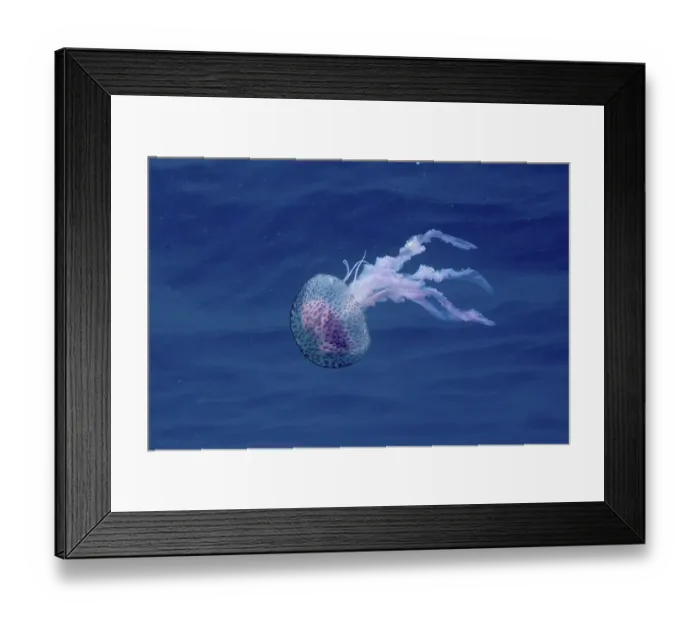 Framed Print : A mauve stinger (Pelagia noctiluca) floats gracefully in the deep blue water Framed Print : A mauve stinger (Pelagia noctiluca) floats gracefully in the deep blue water