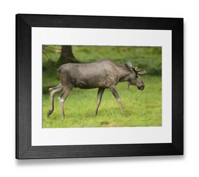 Framed Print : Close-up of a Eurasian elk (Alces alces) male in a forest in early summer Framed Print : Close-up of a Eurasian elk (Alces alces) male in a forest in early summer