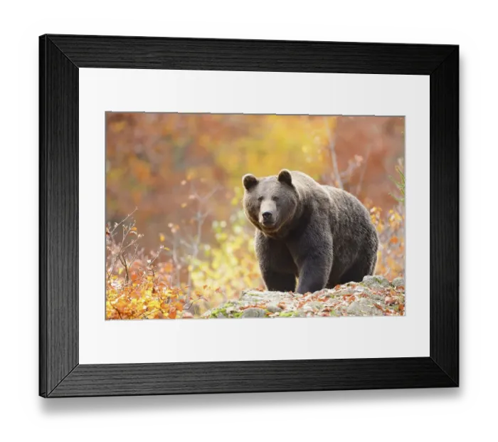 Framed Print : Eurasian brown bear (Ursus arctos arctos) walking on a rock in an autumn forest with colorful foliage Framed Print : Eurasian brown bear (Ursus arctos arctos) walking on a rock in an autumn forest with colorful foliage