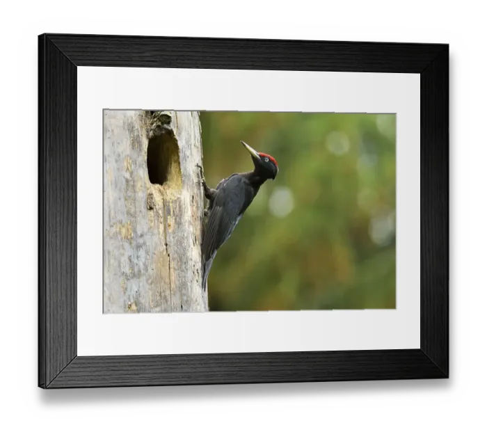 Framed Print : Black Woodpecker (Dryocopus martius) at the nest hole Framed Print : Black Woodpecker (Dryocopus martius) at the nest hole