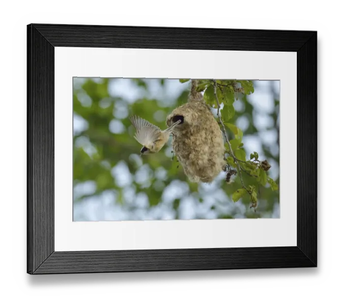 Framed Print : Penduline Tit (Remiz pendulinus) flying from its nest Framed Print : Penduline Tit (Remiz pendulinus) flying from its nest