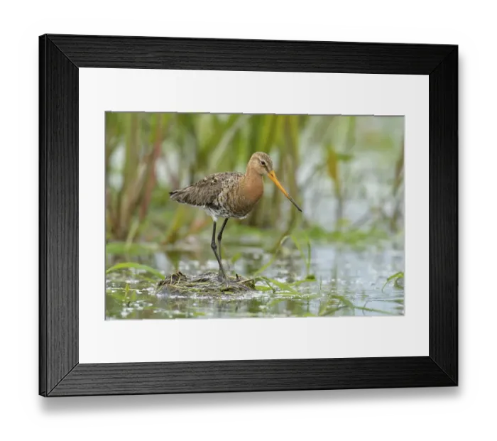 Framed Print : Black-tailed Godwit (Limosa limosa) Framed Print : Black-tailed Godwit (Limosa limosa)