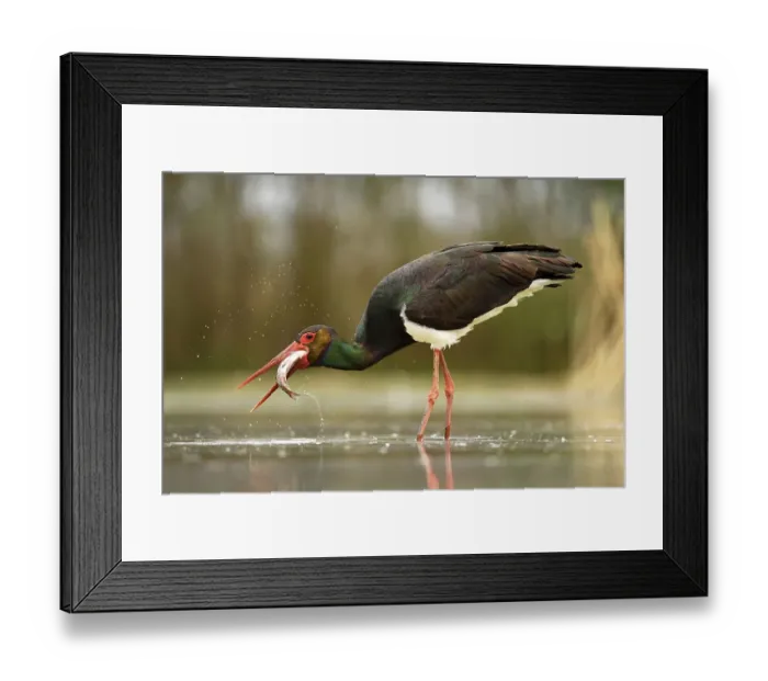 Framed Print : Black stork (Ciconia nigra), with prey Framed Print : Black stork (Ciconia nigra), with prey