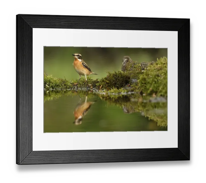 Framed Print : Whinchat (Saxicola rubetra), male Framed Print : Whinchat (Saxicola rubetra), male