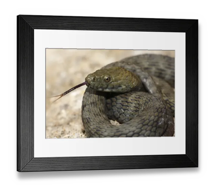 Framed Print : Lambent dice snake (Natrix tessellata) Framed Print : Lambent dice snake (Natrix tessellata)
