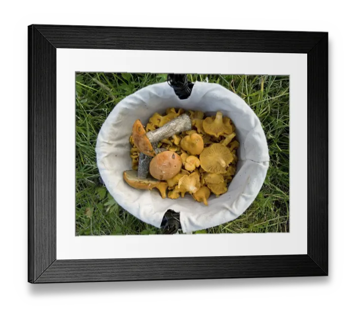 Framed Print : A basket of chanterelles (Cantharellus cibarius) and Orange Birch Bolete (Leccinum testaceoscabrum)