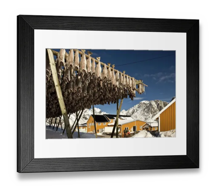 Framed Print : Cod from the Barents Sea, factory for the production of dried fish