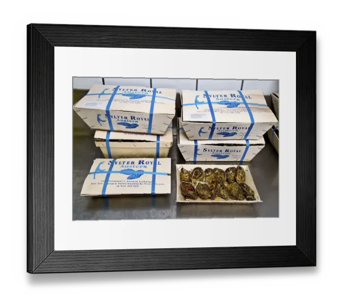 Framed Print : Packed Sylter Royal oysters