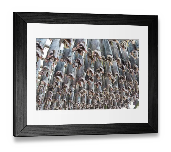 Framed Print : Dried cod, near Gimsoy, Vagan, Lofoten