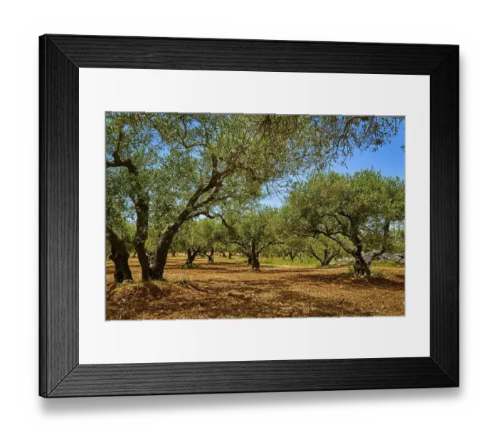 Framed Print : Landscape of old olive trees, aged olives