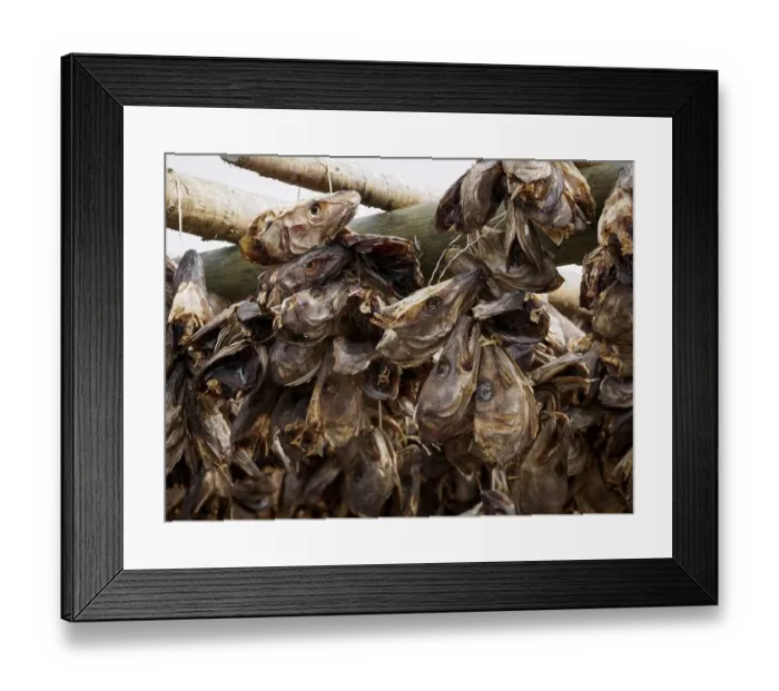 Framed Print : Stockfish heads are hung from a wooden frame for drying