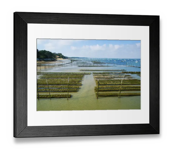 Framed Print : Oyster beds at low tide in the Arcachon basin Framed Print : Oyster beds at low tide in the Arcachon basin