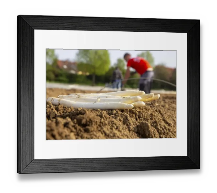 Framed Print : Asparagus harvest in the Palatinate
