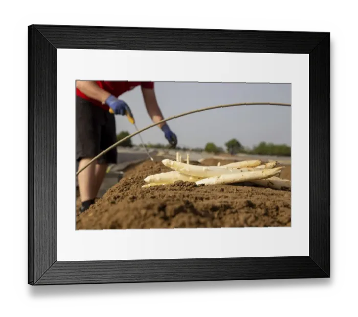 Framed Print : Asparagus harvest in the Palatinate Framed Print : Asparagus harvest in the Palatinate