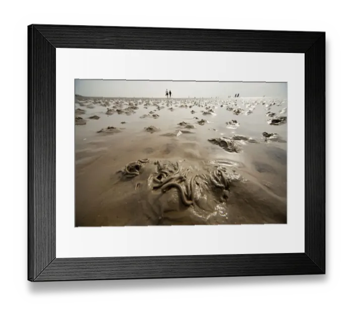 Framed Print : Lugworms and tourists on the mud flats during low tide Framed Print : Lugworms and tourists on the mud flats during low tide