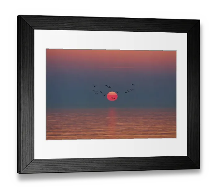 Framed Print : Flock of birds flying in front of setting sun Framed Print : Flock of birds flying in front of setting sun