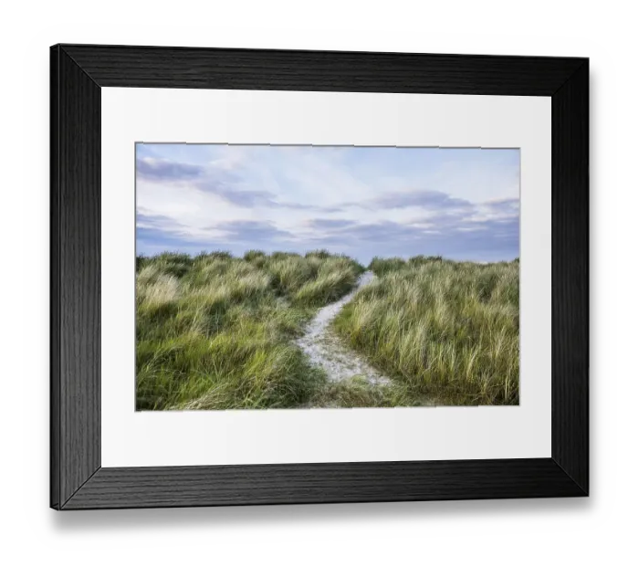 Framed Print : Marram grass (Ammophila arenaria) on dune and beach