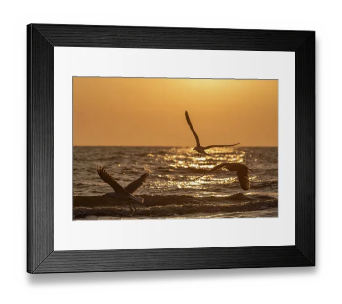 Framed Print : Three seagulls fly over the sea against a dramatic sunset Framed Print : Three seagulls fly over the sea against a dramatic sunset