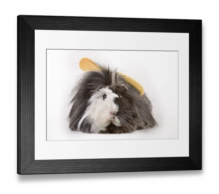 Framed Print : Guinea pig with comb