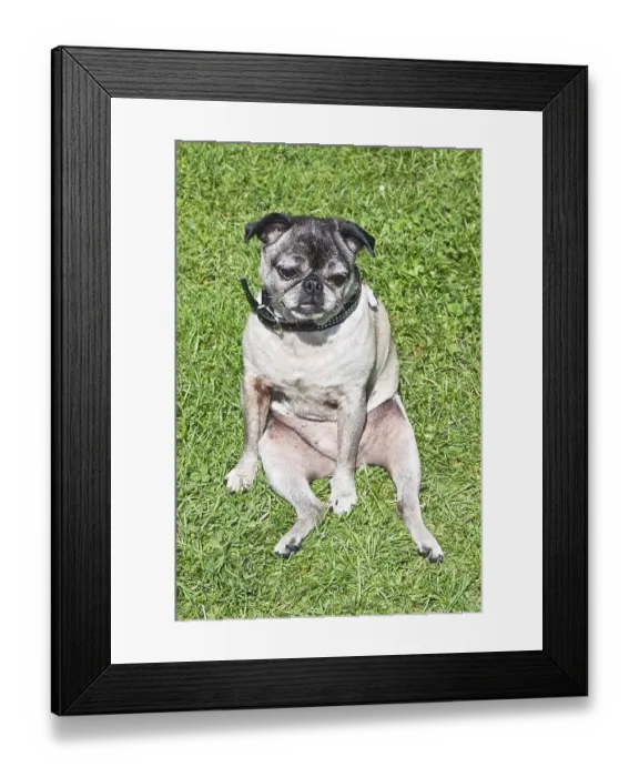 Framed Print : Pug, sitting, relaxing, International Pug Meeting Framed Print : Pug, sitting, relaxing, International Pug Meeting