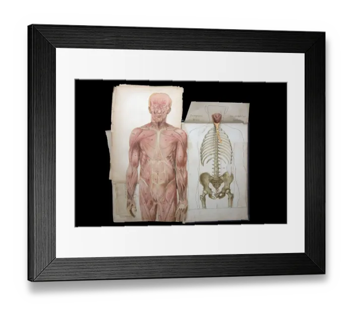 Framed Print : Dismountable model of a male body Framed Print : Dismountable model of a male body