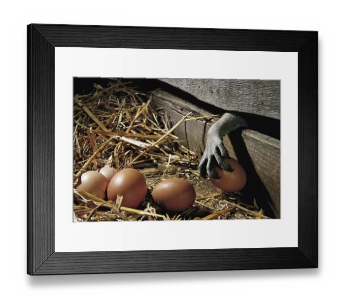 Framed Print : Raccoon (Procyon lotor) steals chicken eggs
