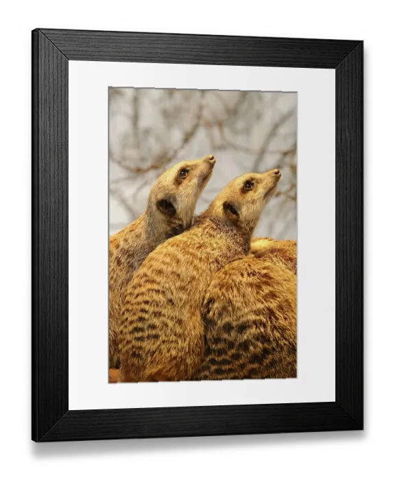 Framed Print : Meerkats or Suricates (Suricata Suricatta)