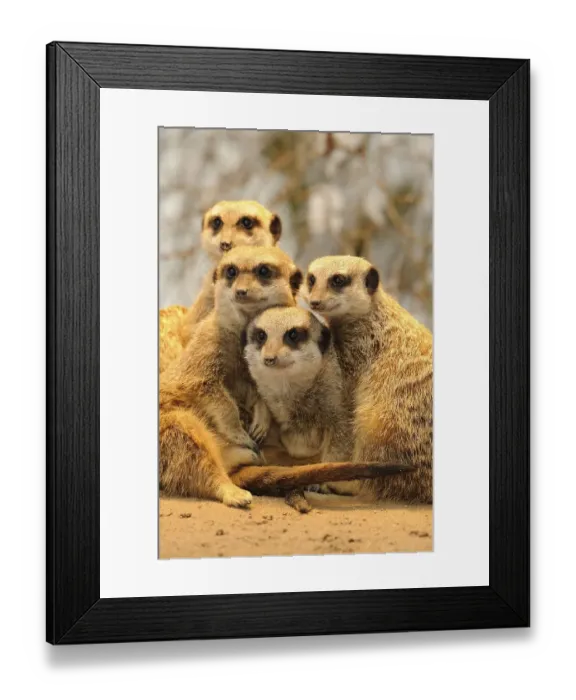 Framed Print : Meerkats or Suricates (Suricata Suricatta) Framed Print : Meerkats or Suricates (Suricata Suricatta)