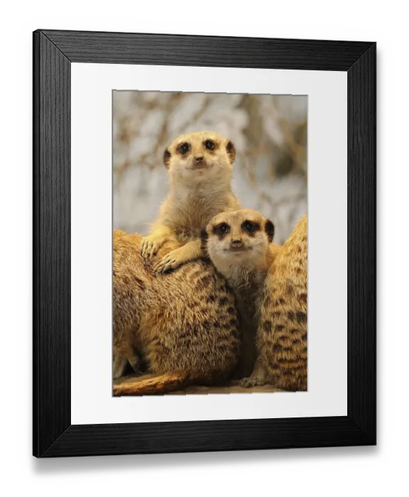 Framed Print : Meerkats or Suricates (Suricata Suricatta) Framed Print : Meerkats or Suricates (Suricata Suricatta)
