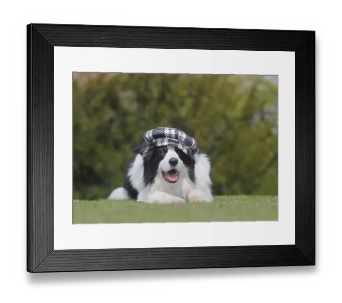 Framed Print : Australian Shepherd dog with cap
