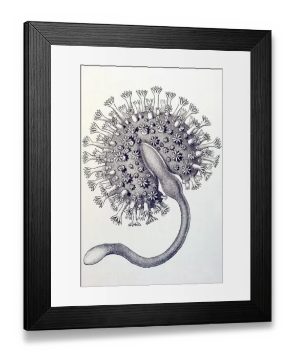 Framed Print : Historical book illustration, Table 19