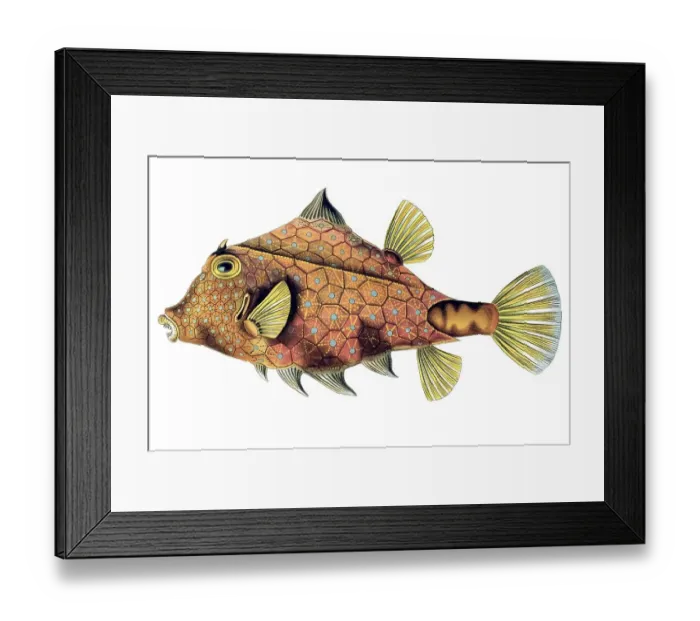 Framed Print : Historical book illustration, Table 42