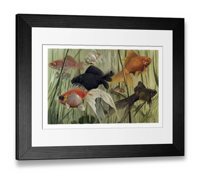 Framed Print : Historical illustration, Goldfish (Carassius auratus)