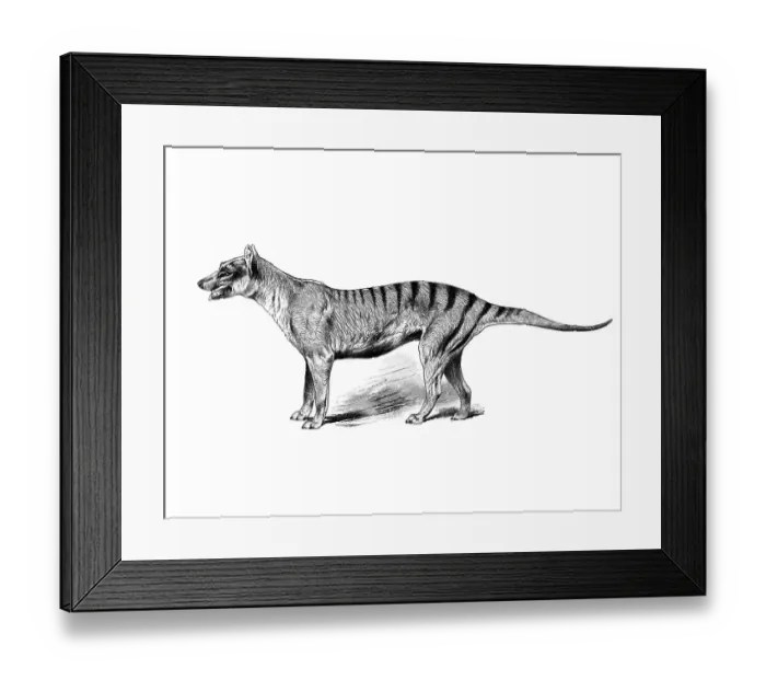 Framed Print : Woodcut, Thylacine, Tasmanian Tiger