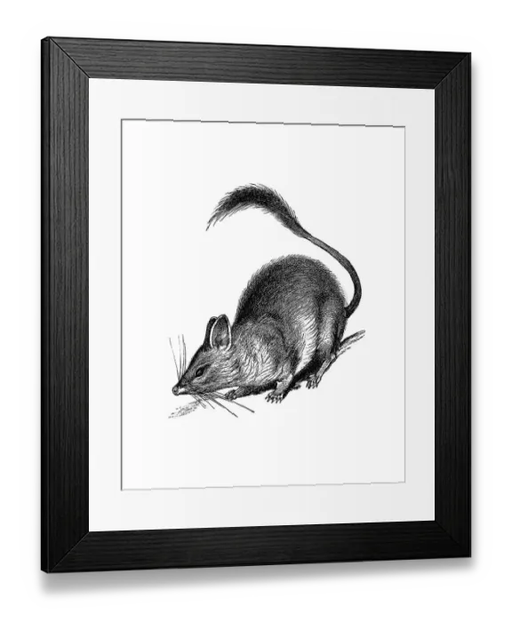 Framed Print : Woodcut, Kultarr, Jerboa-marsupial Framed Print : Woodcut, Kultarr, Jerboa-marsupial