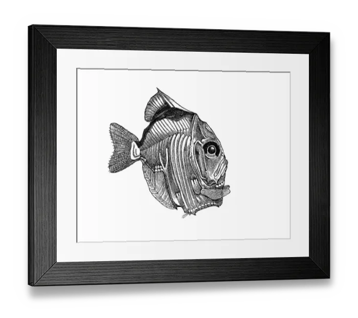 Framed Print : Woodcut, Diaphanous hatchetfish (Sternoptyx diaphana) Framed Print : Woodcut, Diaphanous hatchetfish (Sternoptyx diaphana)