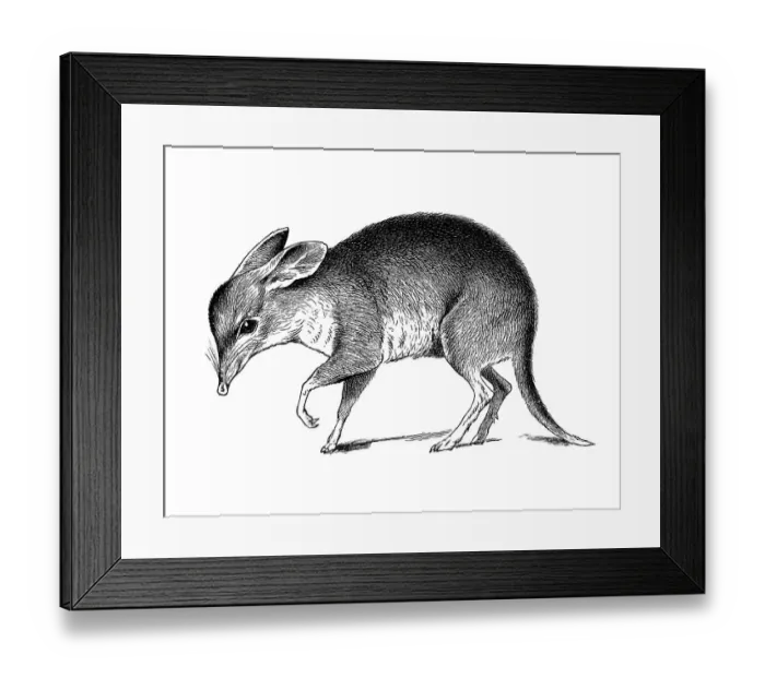 Framed Print : Woodcut, Pig-footed bandicoot (Chaeropus castanotis)