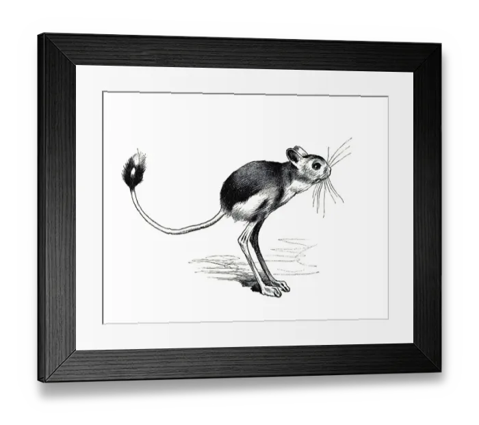 Framed Print : Woodcut, Jumping mouse (Dipodidae)