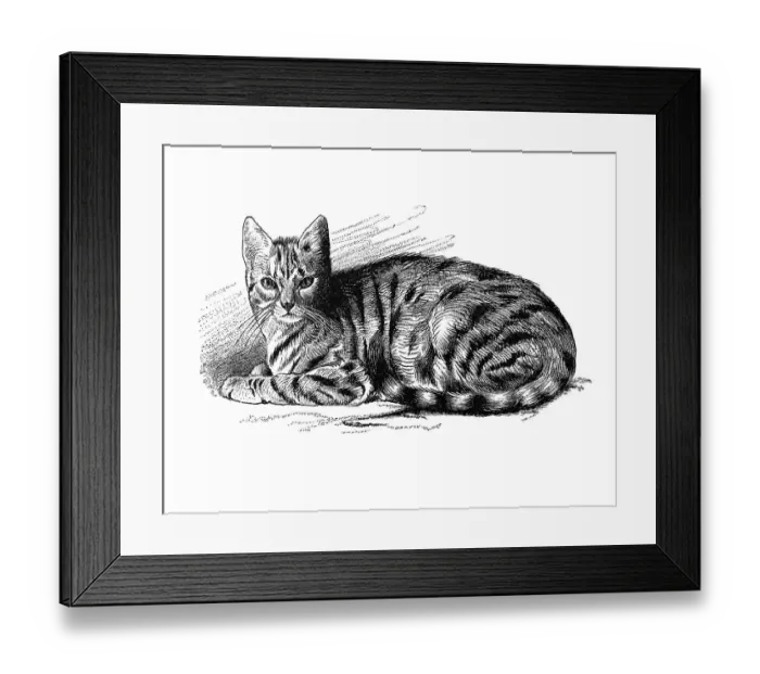 Framed Print : Woodcut, cat (Felis domestica) Framed Print : Woodcut, cat (Felis domestica)
