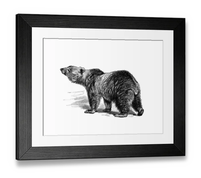 Framed Print : Woodcut, Brown bear (Ursus arctos) Framed Print : Woodcut, Brown bear (Ursus arctos)