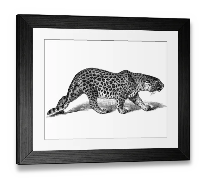 Framed Print : Woodcut, Leopard (Panthera pardus)