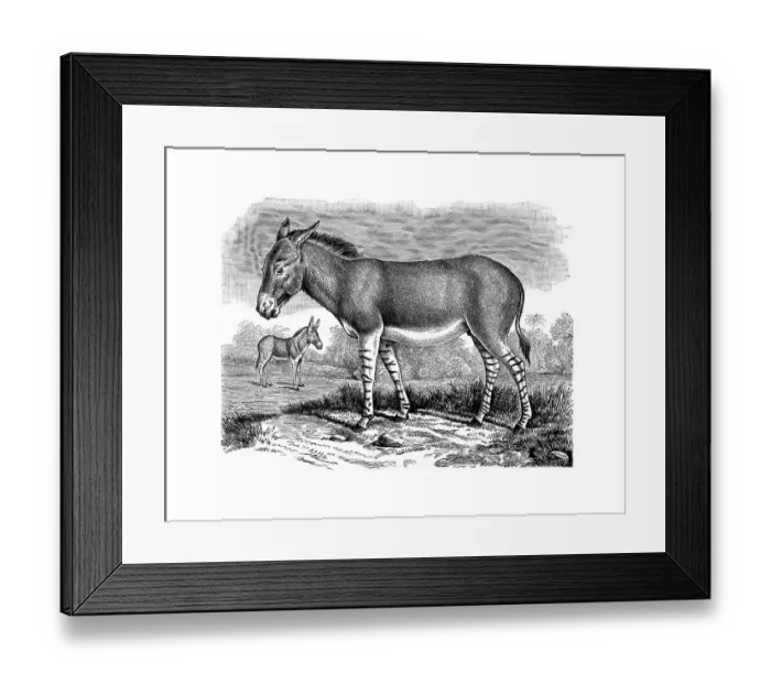 Framed Print : Woodcut, African wild ass (Equus africanus) Framed Print : Woodcut, African wild ass (Equus africanus)