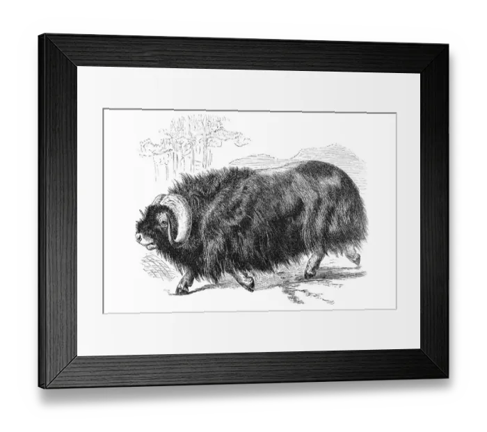 Framed Print : Woodcut, Muskox (Ovibos moschatus)