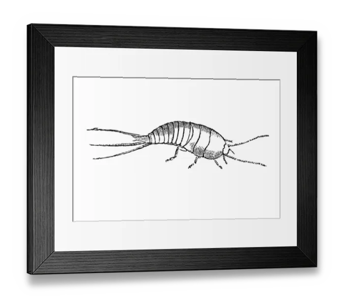 Framed Print : Woodcut, Fishmoth, Urban silverfish (Lepisma saccharina) Framed Print : Woodcut, Fishmoth, Urban silverfish (Lepisma saccharina)
