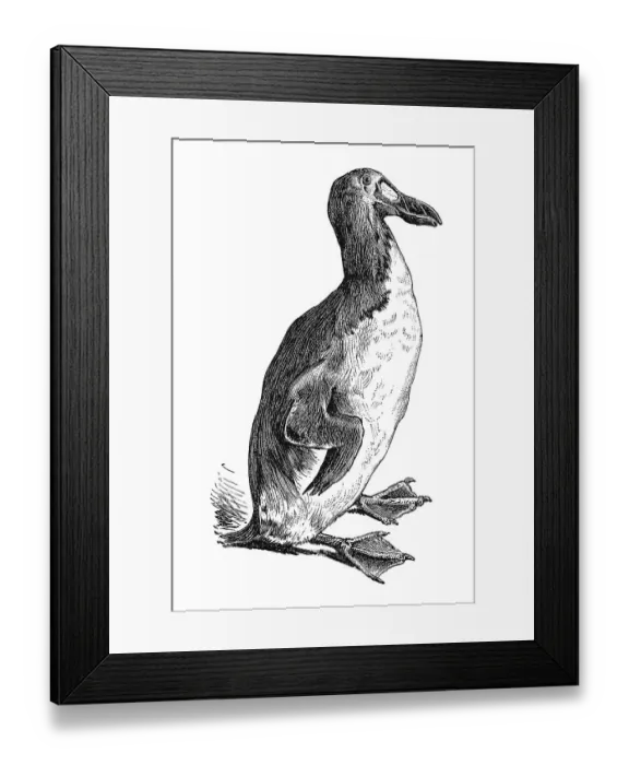 Framed Print : Woodcut, Great auk (Plautus impennis)