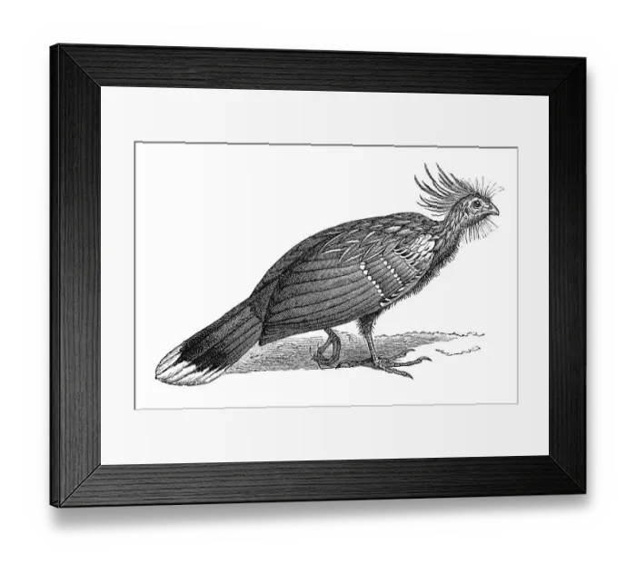 Framed Print : Woodcut, Hoatzin (Opisthocomus hoazin)
