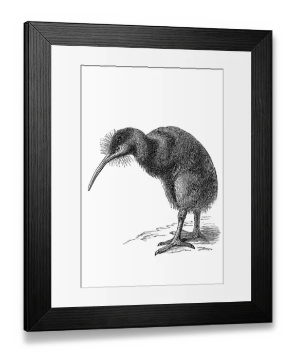 Framed Print : Woodcut, Kiwi (Apterygidae)